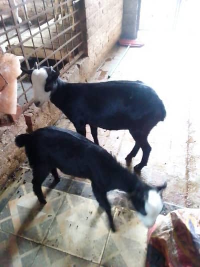 white and black teedi bakri . . r Sath Mai bacha bakri