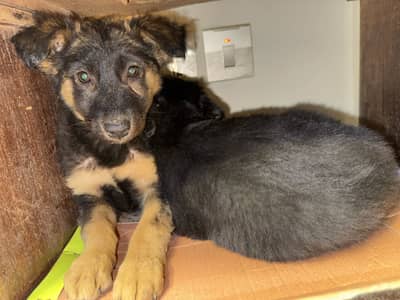 German Shepherd Long Coat Pair