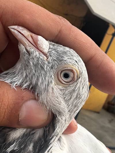 Mian nazeer blood line Aur 3 teddy