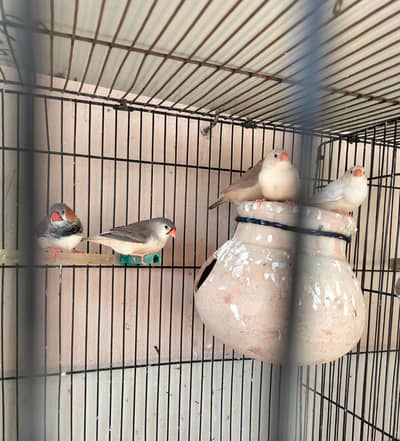 exhibition Finches for sale