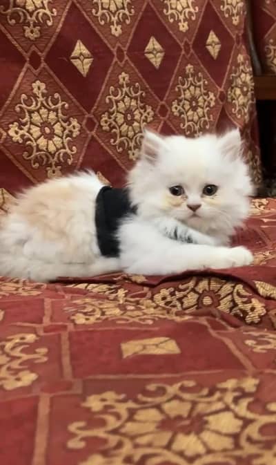 Tripple coat Persian kitten for sale