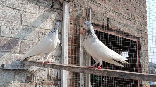 Sialkoti Motiowala Jonsara Breedar Pair