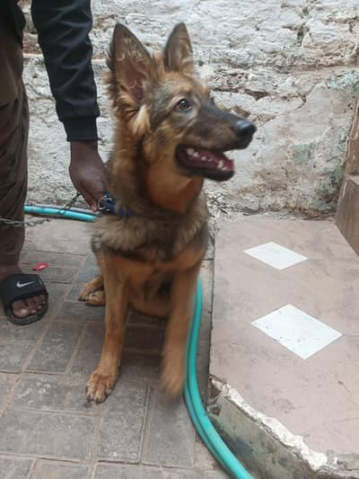 German shepherd female hai