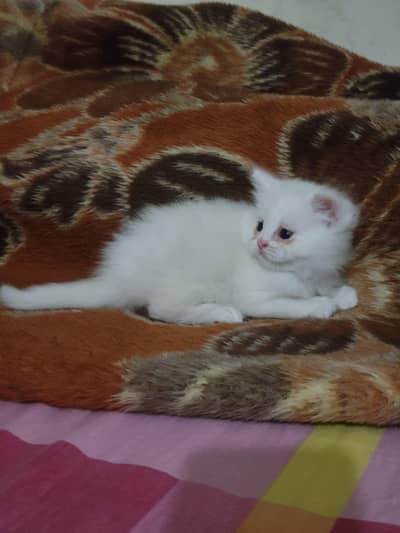 Persian kittens