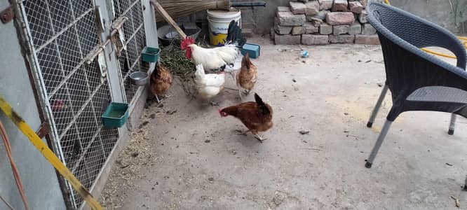 Golden Misri Hen | misri murghi  | Misri Murgha | Desi | Hen