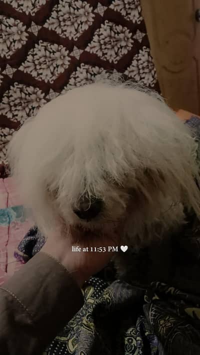 dog for sale  exchnge posbile