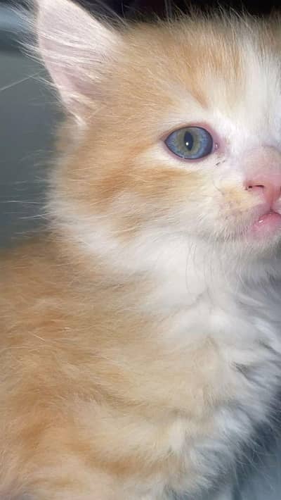 Royal Brown Persian kitten– Pure Elegance in Fur