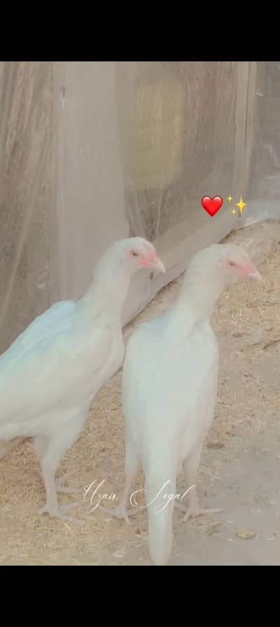 MASHALLAH beautiful Heera feemales