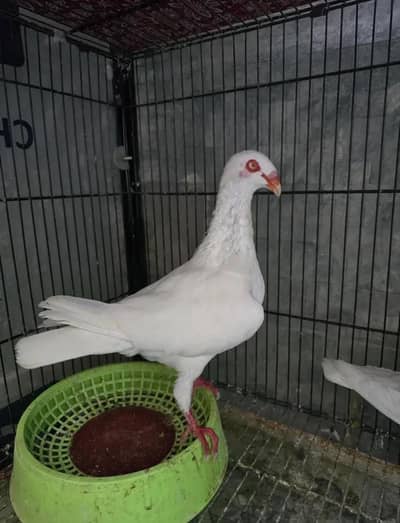 pure white danish breeder pair Active and  Healty MASHALLAH