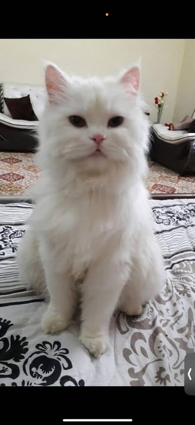 person cat Ghar ki pala howa hai cont 03219090130