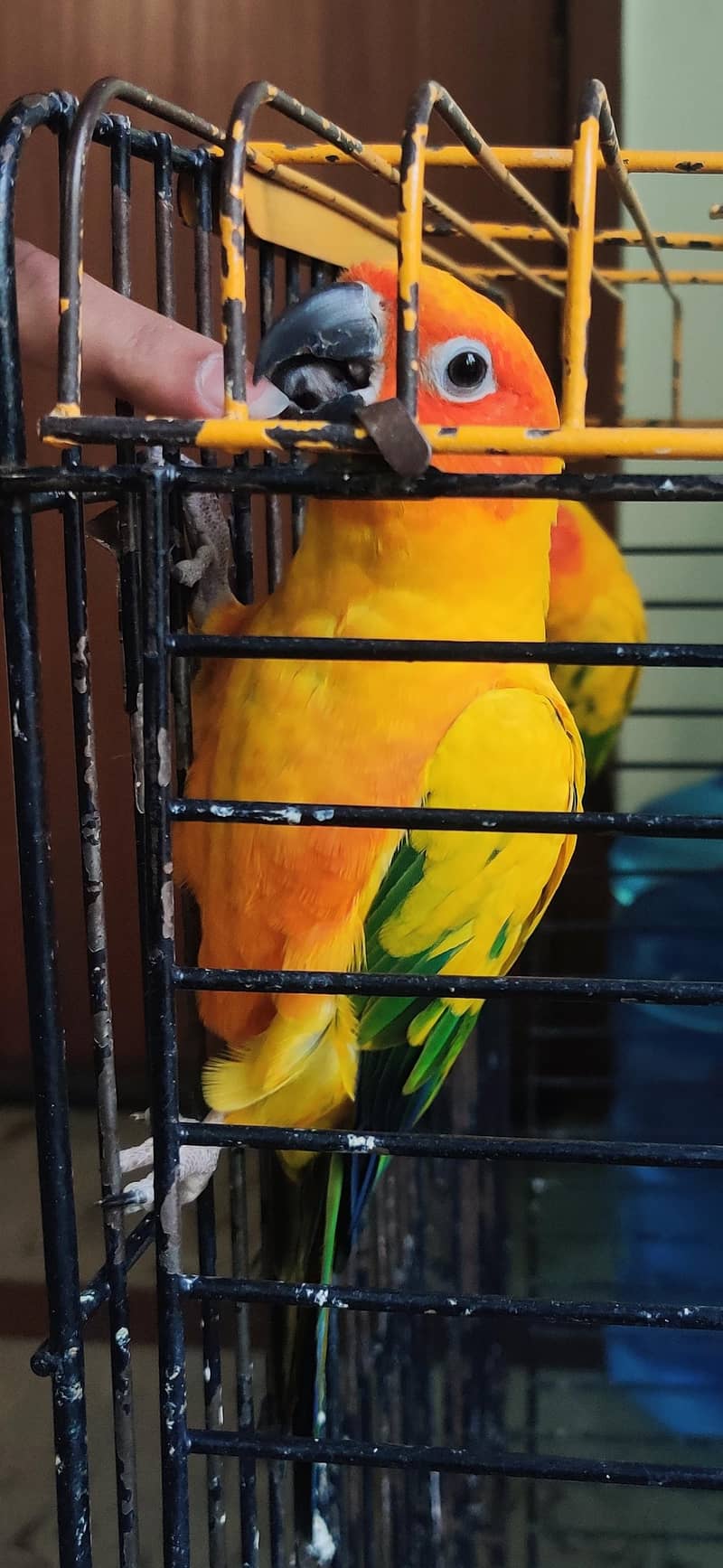 Sun Conure Pair 2