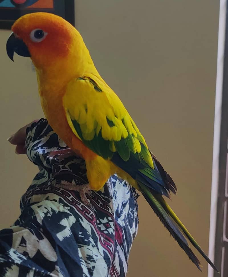 Sun Conure Pair 3