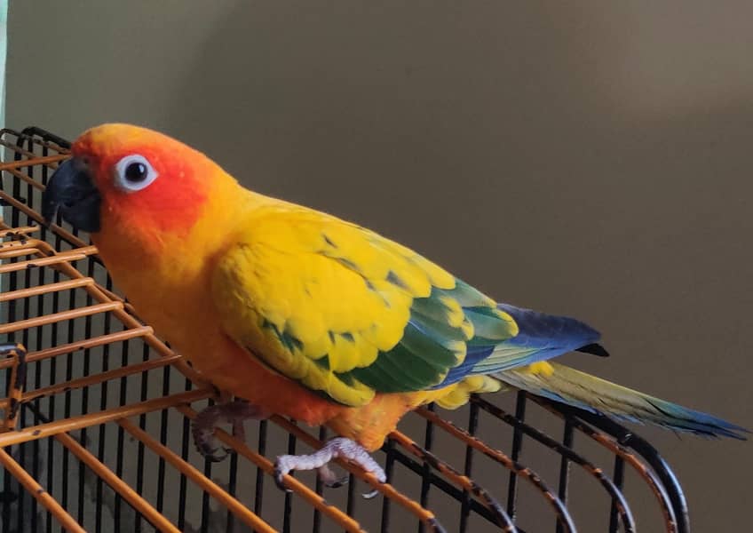Sun Conure Pair 4