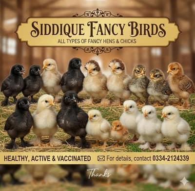 Fancy & Rare  Chicks for Sale | Siddique Fancy Hens