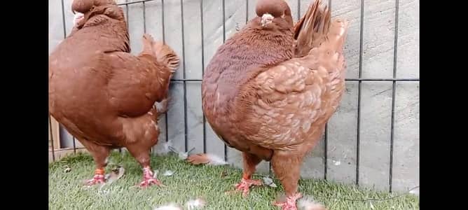 us Modena important pair