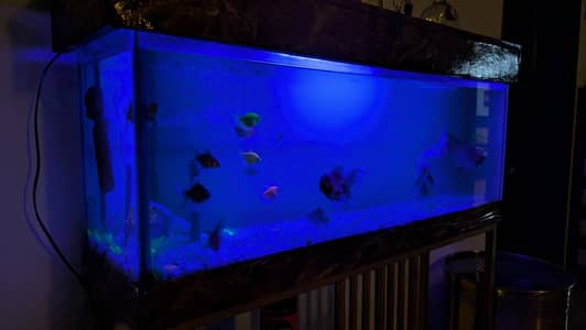 Aquarium With Fishes And All Accessories *