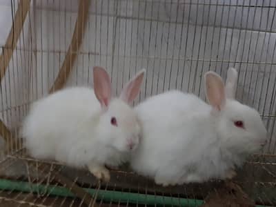 high quality angora rabbit  pair