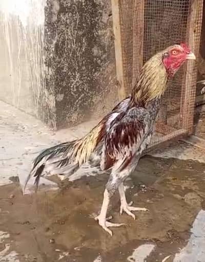 High Quality Aseel Patha