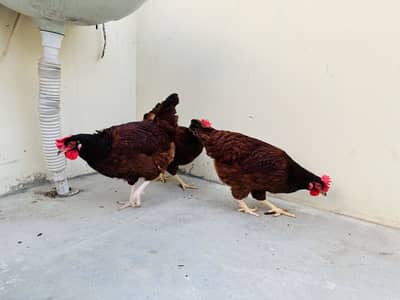 Rhode Island Red RIR Hens egg starter jumbo size For Sale