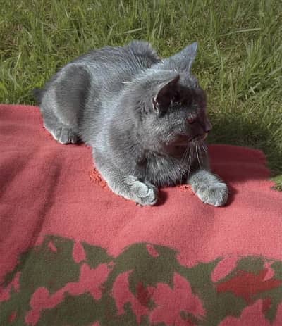 British Short Hair Male Female Cat