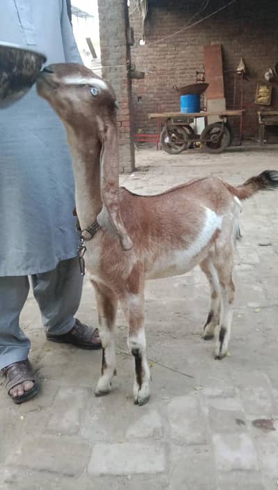 nagri goat