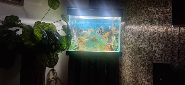 Aquarium with stand and fishes for sale.