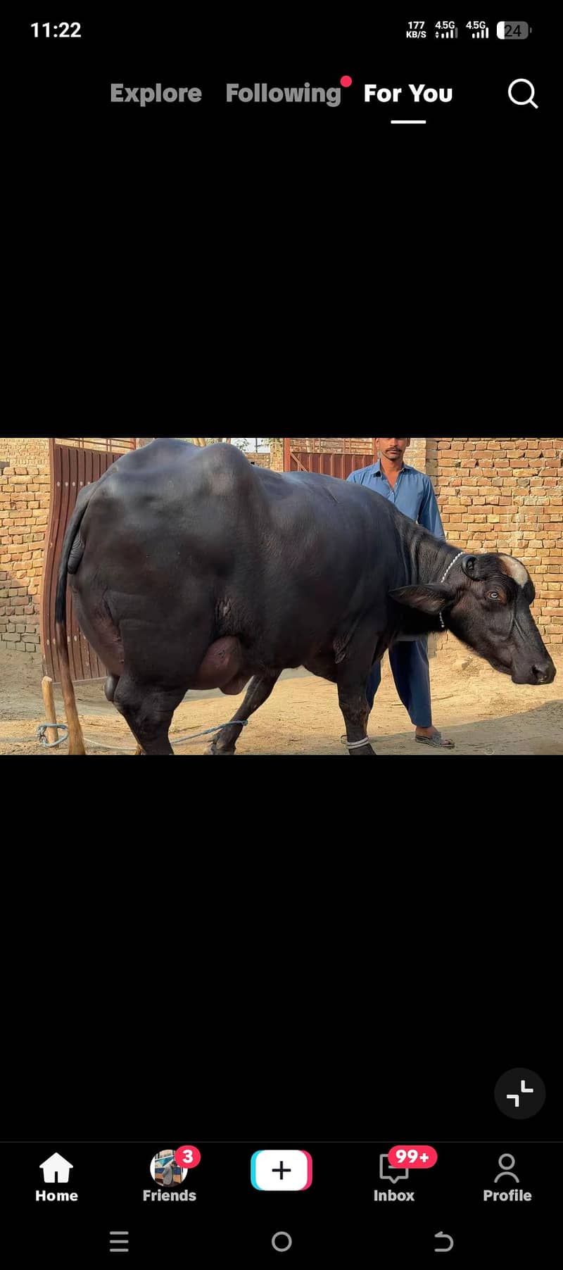 نیلی راوی بھینسیں 0