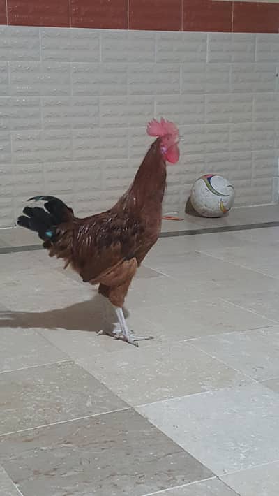 6 Misri murghy/Rooster's for sale