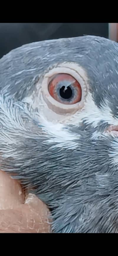 salara golden mey sb wala