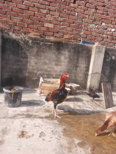 Pure aseel pair for sale and egg are also available