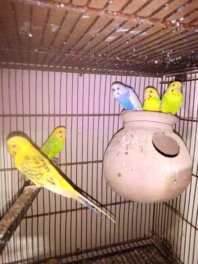 Budgies Breeder Pairs