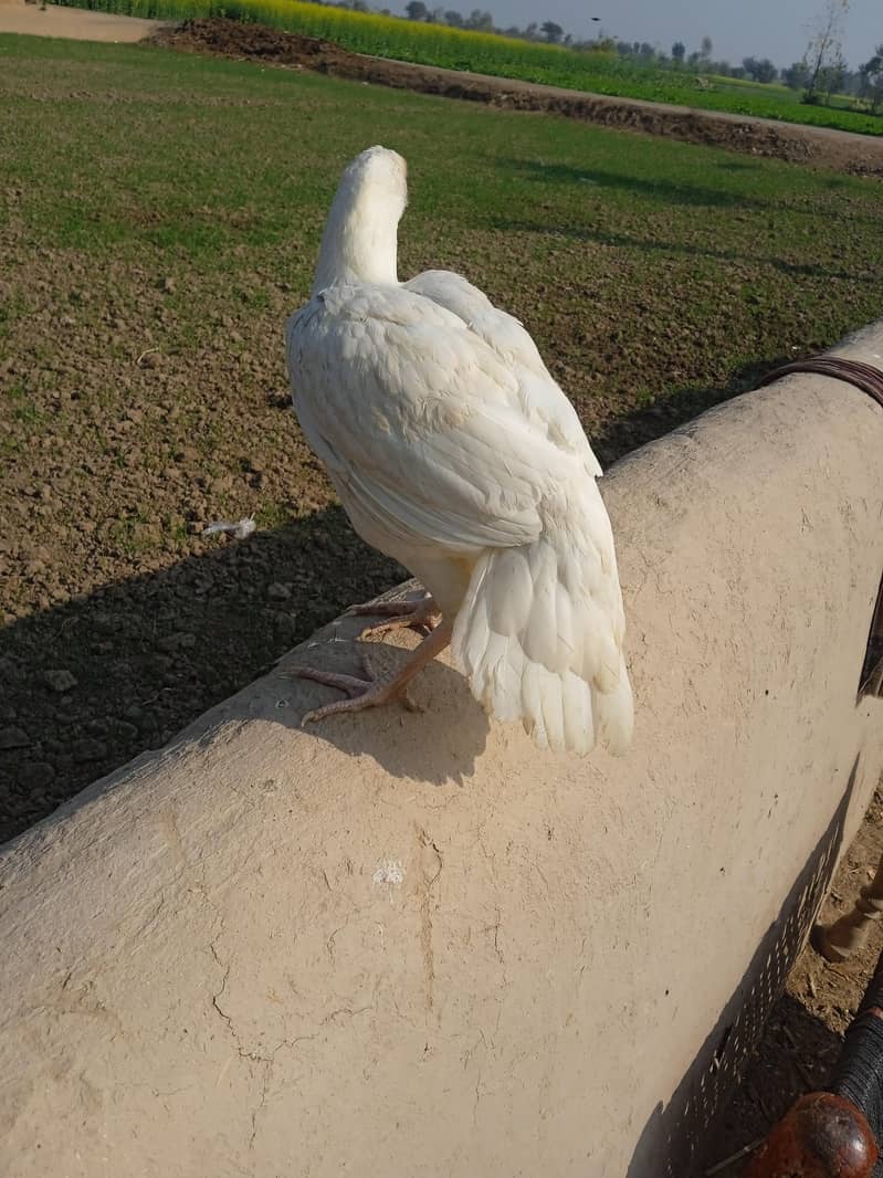 aseel murgi for sale 0