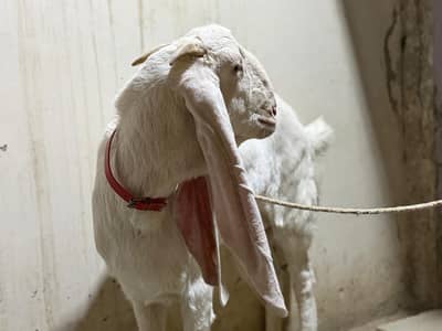 Gulabi Bakri | Pat | 2 Daant | Pure Home Bread