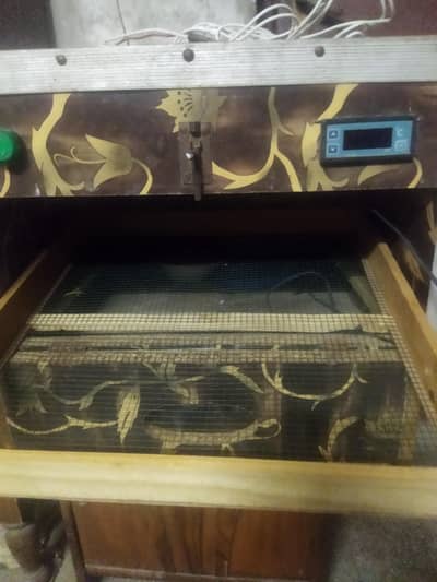 inkobater hen for sale