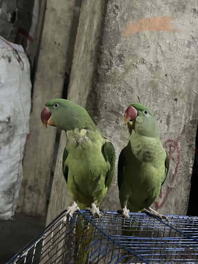 Green pared Bol ta bee ha