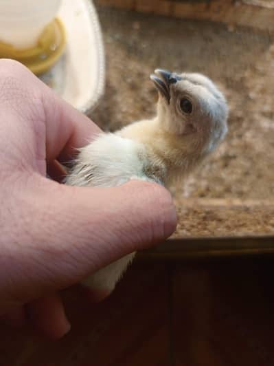 03096760568 ice blue blue dragons chicks available qauilty