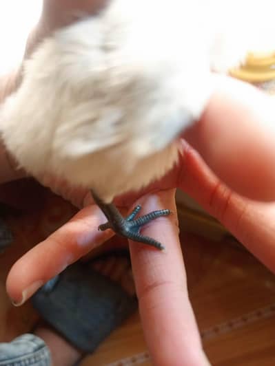 03096760568 ice blue blue dragons chicks available qauilty