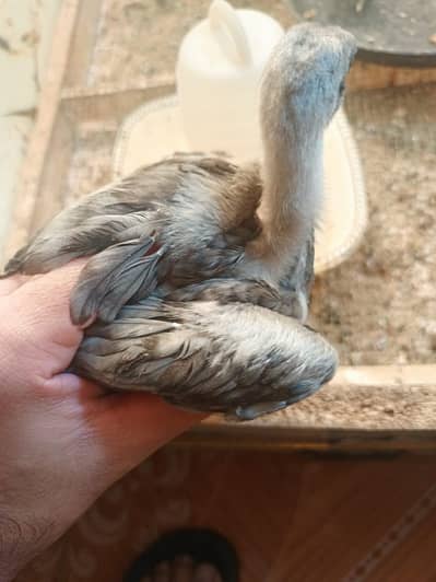 03096760568 ice blue blue dragons chicks available qauilty