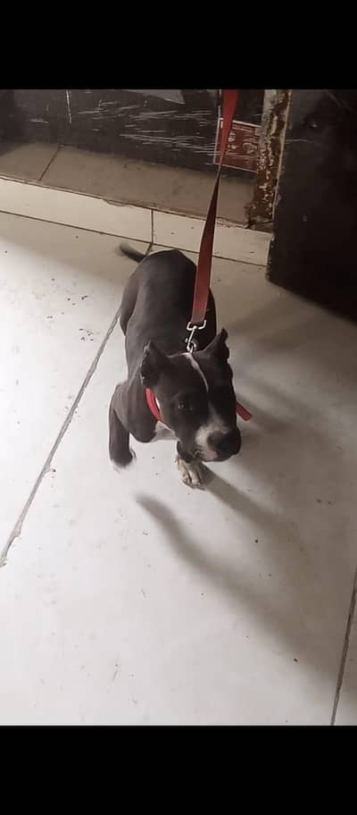 4 months ka hai abhi