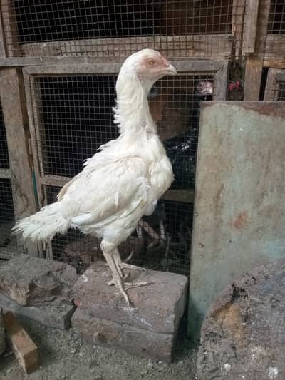 Aseel Heera whatsapp=03324613414