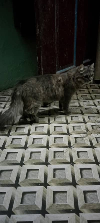Persian female cat 