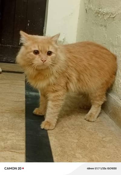 Persian male cat