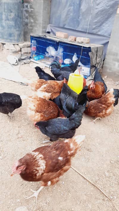 Egg laying hen for sale