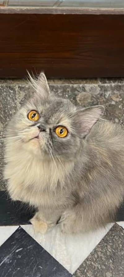 Persian cat long coat