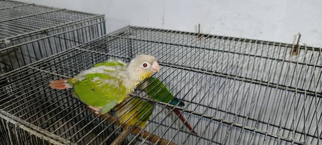 home breed ringneck and conure red cheek with pineapple