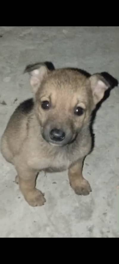 German & Belgian shepherd