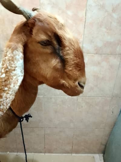 FEMALE GOAT FOR SELL