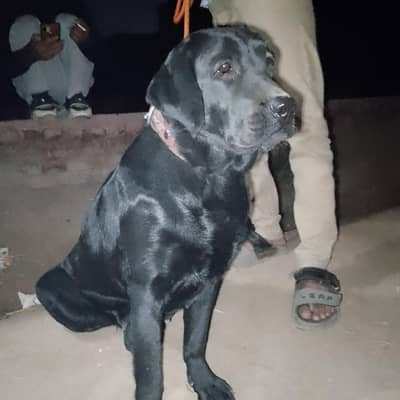 pedigree Labrador breeder female exchange