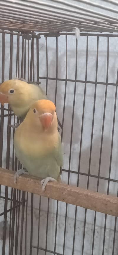 parbule opaline dilute visual