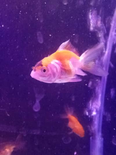 IMPORTED BABY GOLDFISH FOR SELL